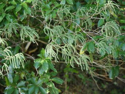 Sophora fulvida, photographed by Bruce Calvert