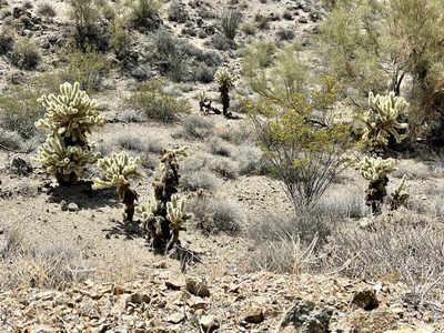 Cylindropuntia bigelovii, photographed by CK2AZ