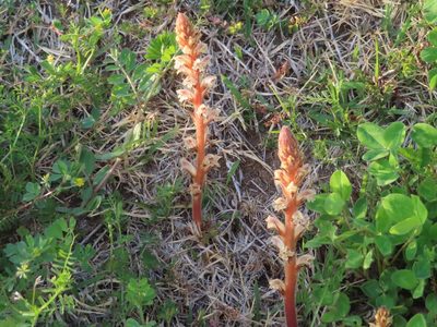 Orobanche minor, photographed by mami_t_t