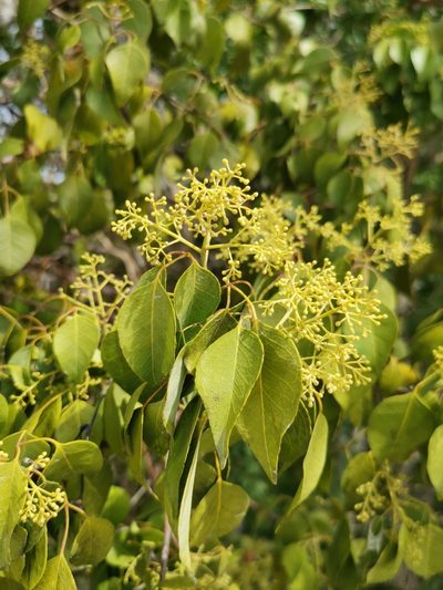 Amyris elemifera, photographed by Alexis Tinker-Tsavalas