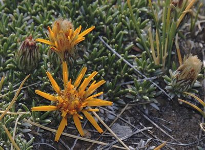 Brachyclados caespitosus, photographed by Hugo Hulsberg