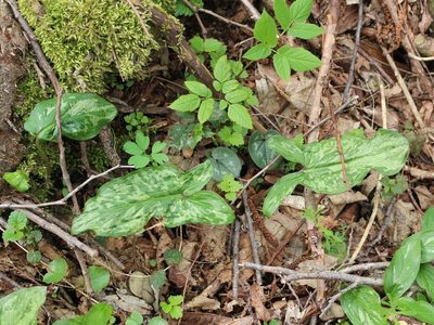 Arum orientale, photographed by Юрий Данилевский (Yuriy Danilevsky)