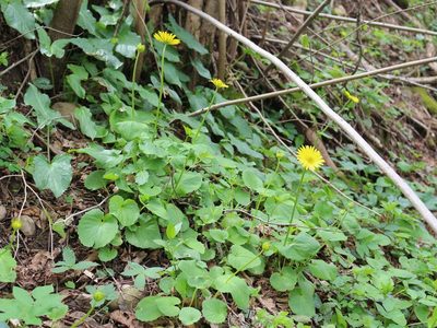 Doronicum orientale, photographed by Юрий Данилевский (Yuriy Danilevsky)