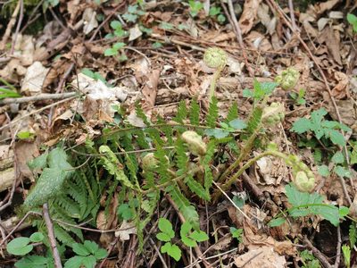 Polystichum braunii, photographed by Юрий Данилевский (Yuriy Danilevsky)
