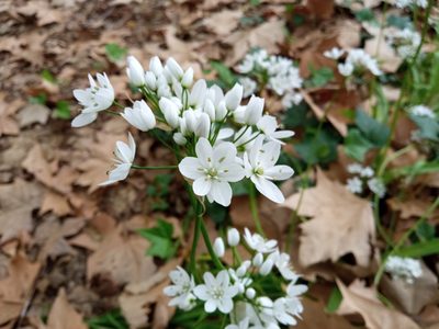 Allium neapolitanum, photographed by Josep Gesti