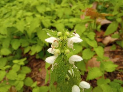 Lamium flexuosum, photographed by Josep Gesti