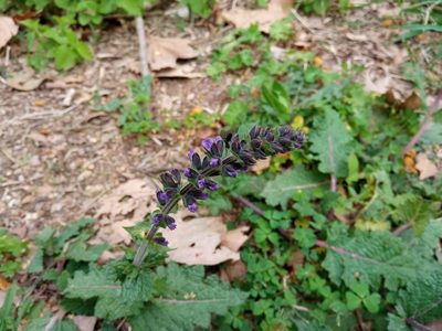 Salvia verbenaca, photographed by Josep Gesti
