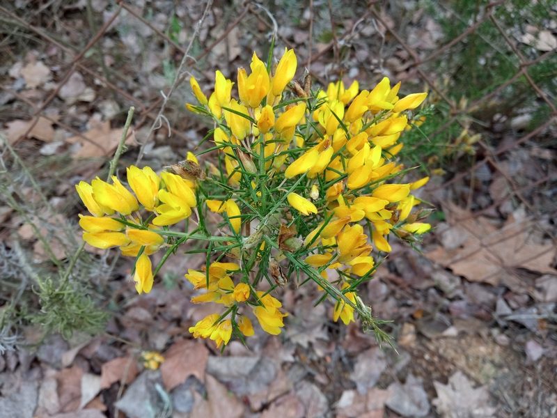 Ulex parviflorus, photographed by Josep Gesti