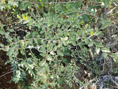Nothofagus antarctica, photographed by Cesar Ormazabal