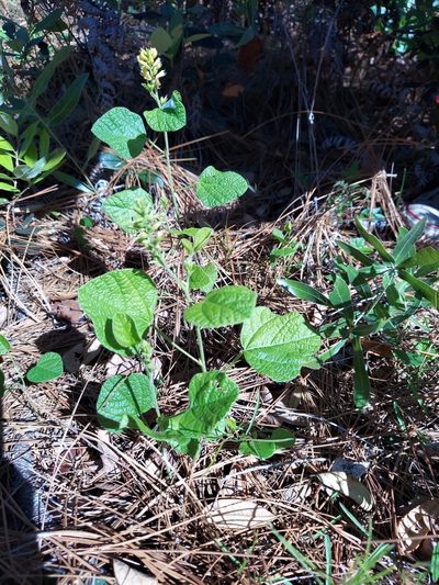 Rhynchosia michauxii, photographed by Athena Philips