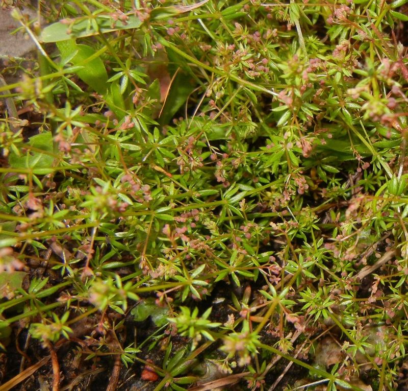Galium anglicum, photographed by Jon Mortin