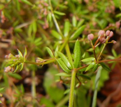 Galium anglicum, photographed by Jon Mortin