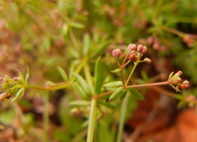 Galium anglicum, photographed by Jon Mortin