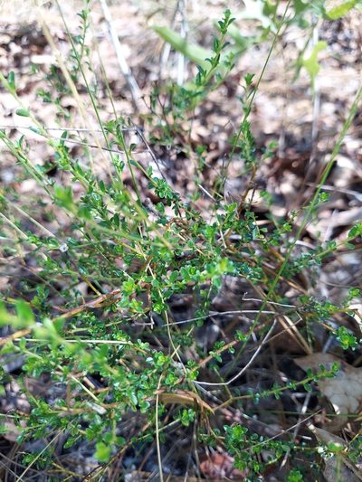 Ceanothus microphyllus, photographed by Athena Philips