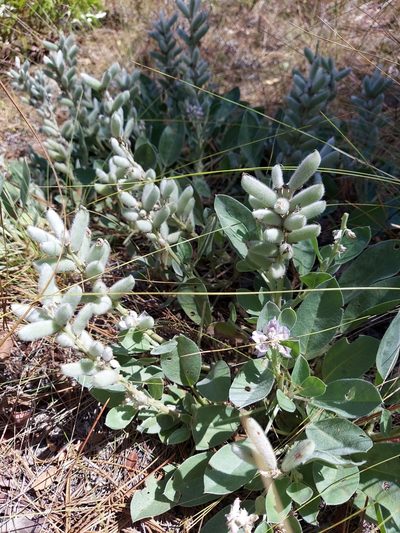 Lupinus ocalensis, photographed by Athena Philips