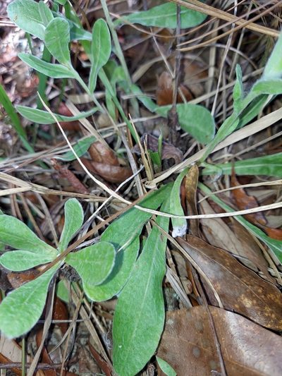 Chrysopsis latisquamea, photographed by Athena Philips