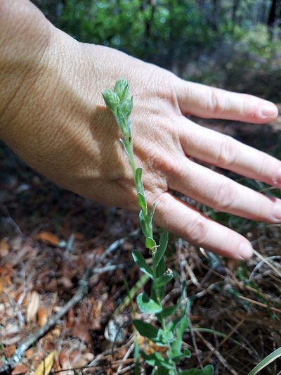 Chrysopsis latisquamea, photographed by Athena Philips