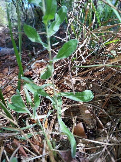 Chrysopsis latisquamea, photographed by Athena Philips