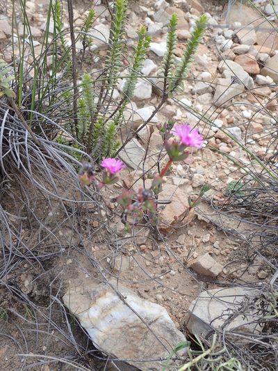 Ruschia orientalis, photographed by Peter Warren
