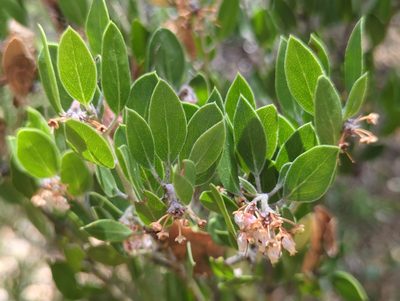 Arctostaphylos pungens, photographed by Alan Rockefeller