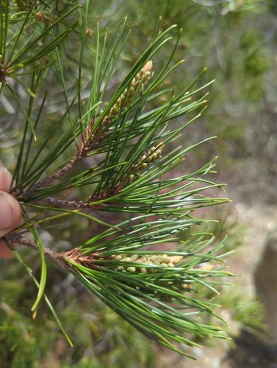 Pinus nelsonii, photographed by Alan Rockefeller
