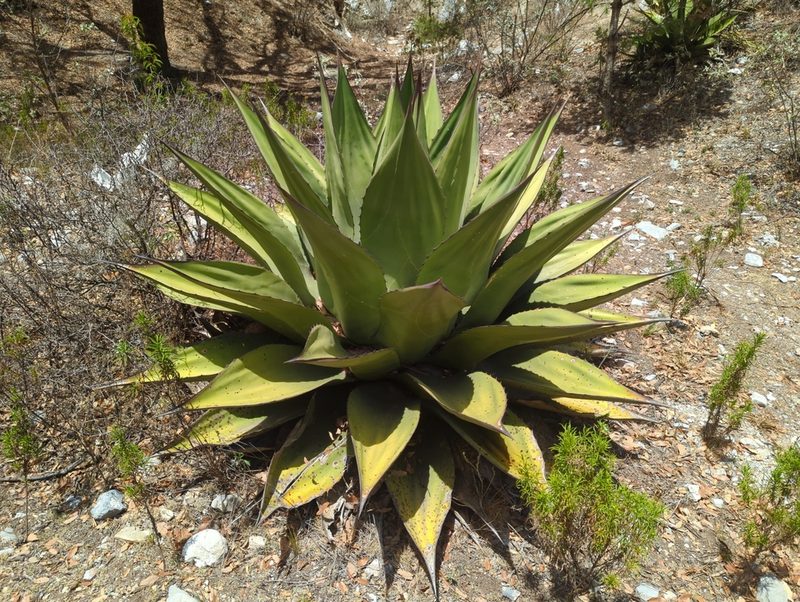 Agave gentryi, photographed by Alan Rockefeller