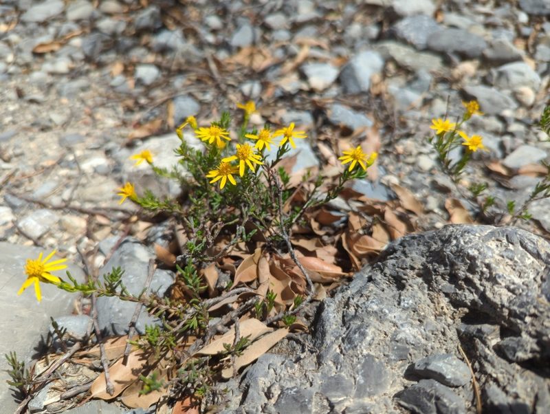 Chrysactinia mexicana, photographed by Alan Rockefeller