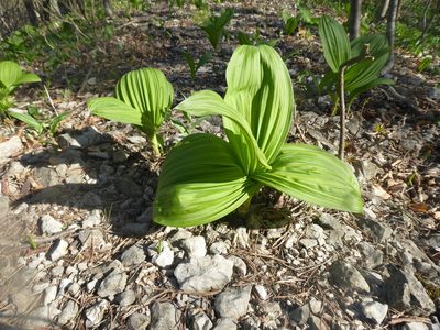 Veratrum nigrum, photographed by Michael Andresek