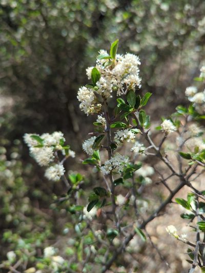 Ceanothus buxifolius, photographed by Alan Rockefeller