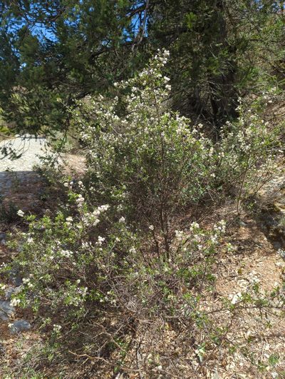 Ceanothus buxifolius, photographed by Alan Rockefeller