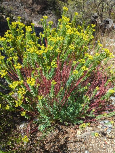 Euphorbia beamanii, photographed by Alan Rockefeller
