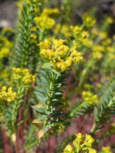 Euphorbia beamanii, photographed by Alan Rockefeller