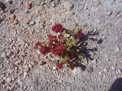 Cistanthe celosioides, photographed by cstobie