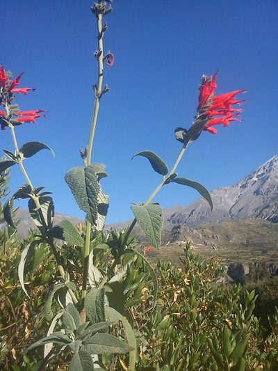 Salvia haenkei, photographed by cstobie