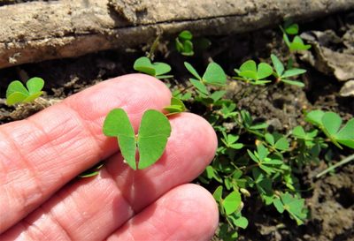 Marsilea vestita, photographed by Annika Lindqvist