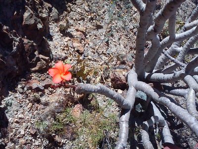 Jatropha macrantha, photographed by cstobie