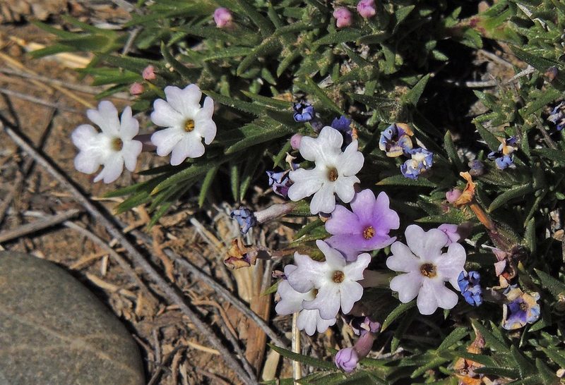 Junellia toninii, photographed by Hugo Hulsberg