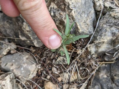 Pombalia verticillata, photographed by Cleveland Powell
