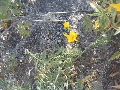 Solanum peruvianum, photographed by cstobie