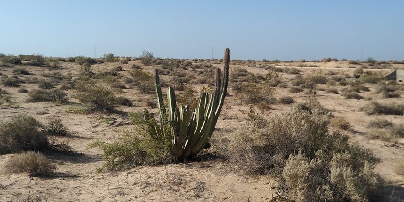 Lophocereus schottii, photographed by Tereso Hernández Morales