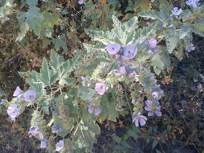 Tarasa capitata, photographed by cstobie