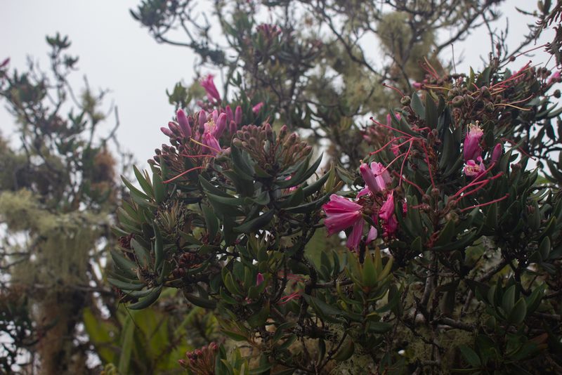 Bejaria mathewsii, photographed by Jorge I. Merchán Mayorga