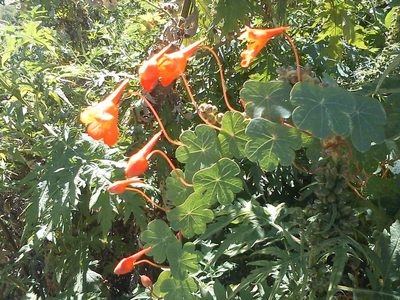 Tropaeolum tuberosum, photographed by cstobie