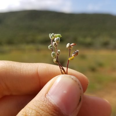 Acmispon wrangelianus, photographed by James C. Davis