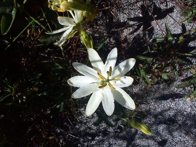 Passiflora peduncularis, photographed by cstobie