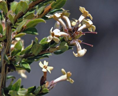 Mulguraea ligustrina, photographed by Hugo Hulsberg