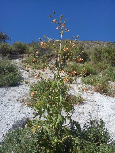 Nasa macrophylla, photographed by cstobie