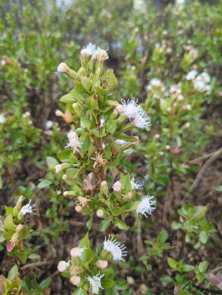 Ageratina campyloclada, photographed by Alan Rockefeller