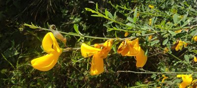 Cytisus striatus, photographed by Santiago Martín-Bravo