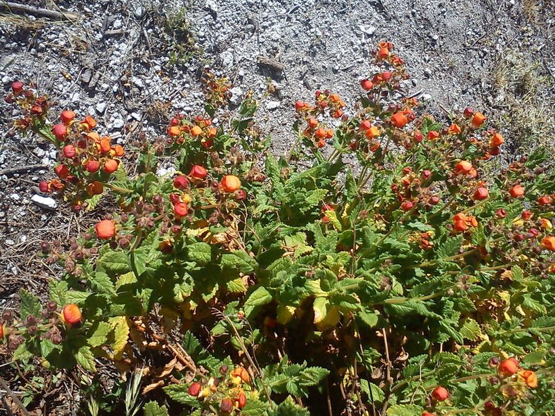 Calceolaria pisacomensis, photographed by cstobie